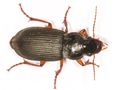 Harpalus rufipes